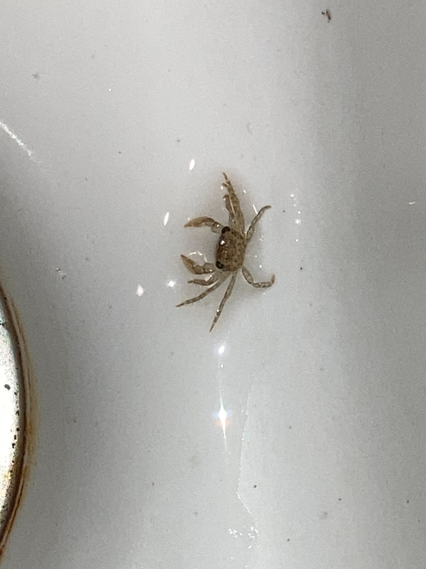 Here’s another entry in uninvited guests. They colonized our sink drains playa del NAVIGATOR
