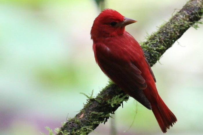 Summer Tanager, one of 7 different species of Tanager
            sighted.
