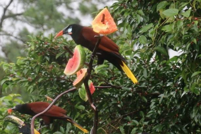 Montezuma Oropendola enjoying the melons set out at
                the Arenal Observatory feeder.