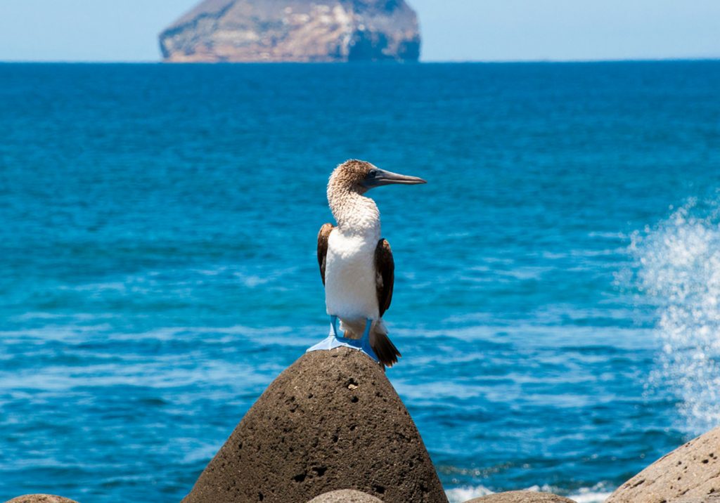  Galapagos Blue-footed booby