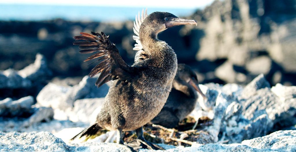 Galapagos flightless Cormorant