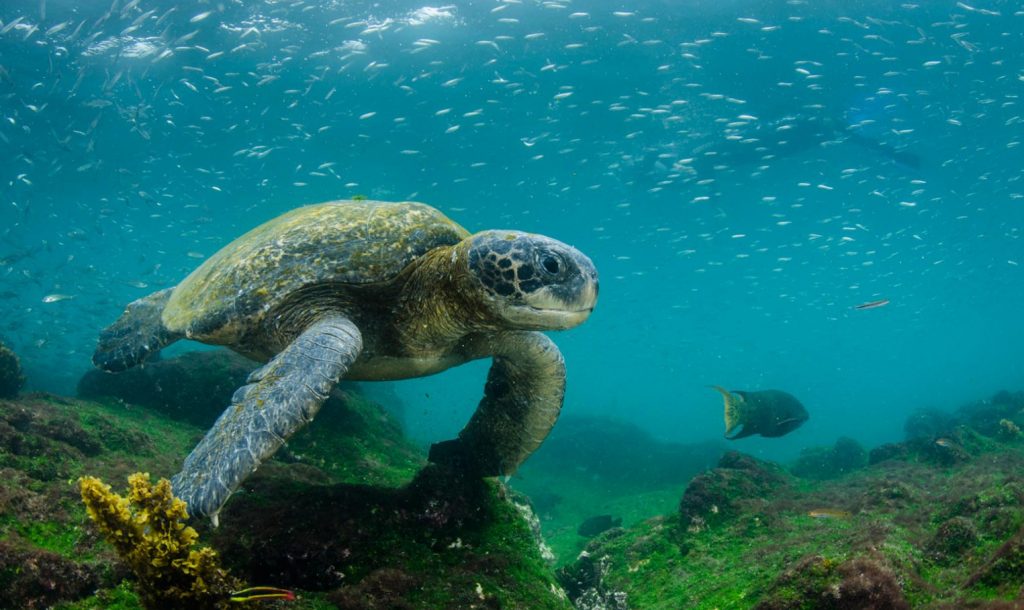 Galápagos green turtle