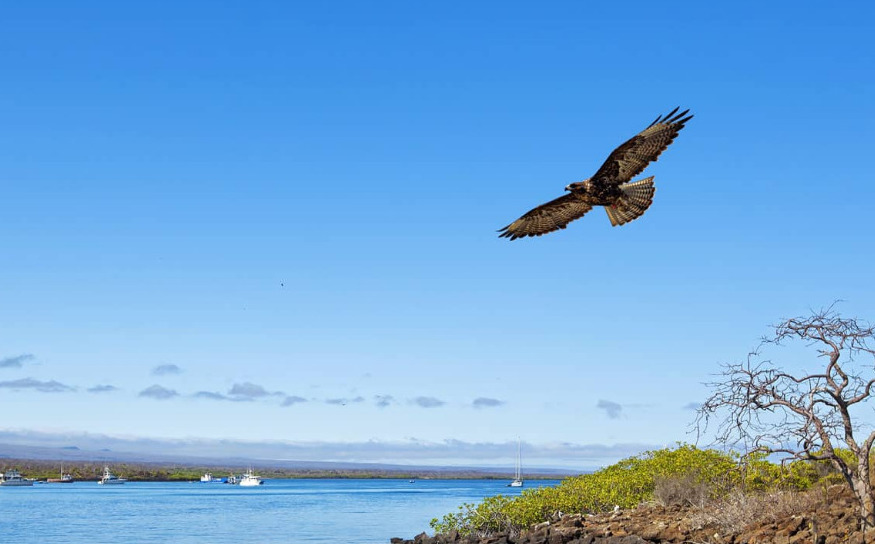 Galápagos Hawk