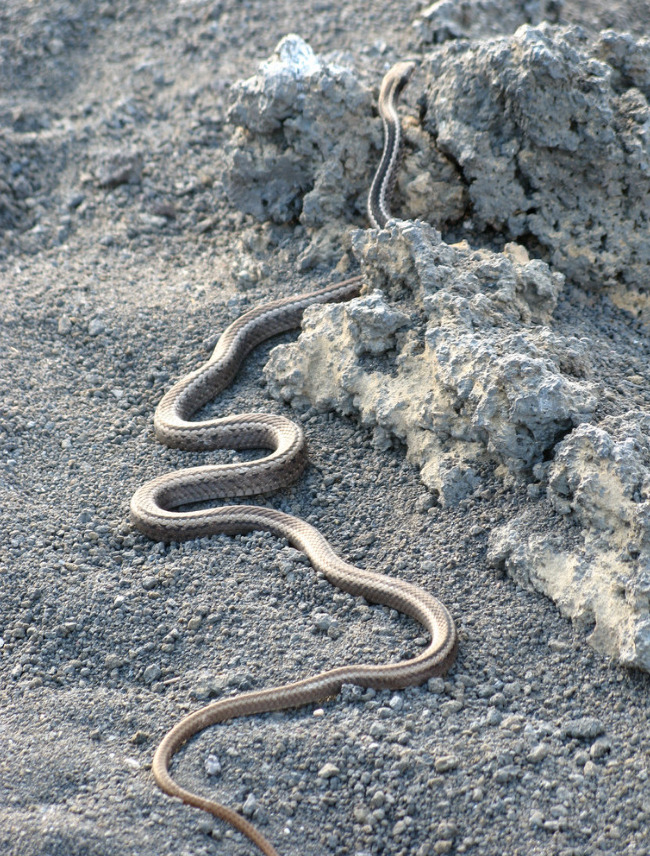Galápagos racer snake