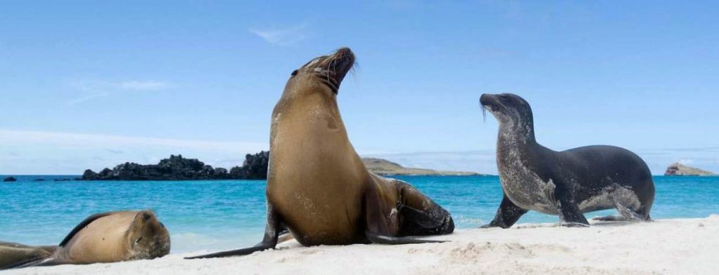 Galápagos sea lions 