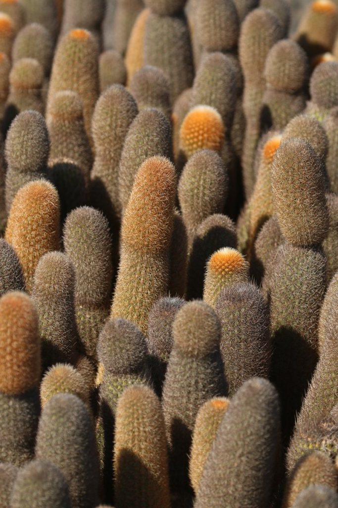 Galapagos endemic genera of Cacti