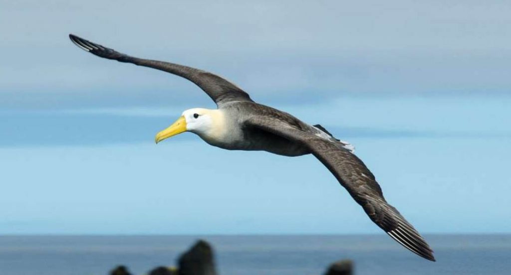 Galapagos waved Albatross