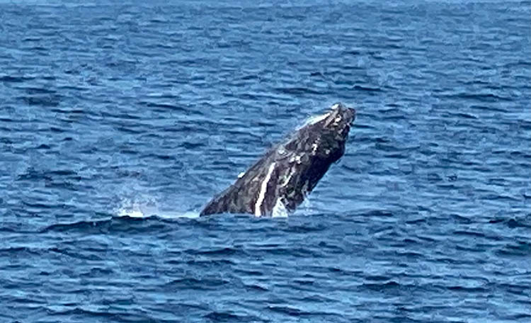 ADMIRAL, THERE BE WHALES IN BANDERAS BAY, MX