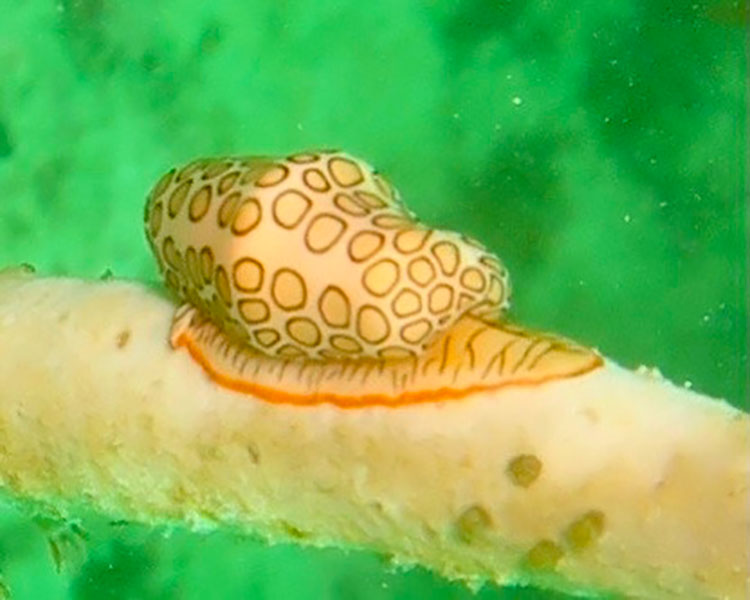 underwater snail BOCAS DEL TORO ANCHORAGES ARE IN GOODNAUTICAL
