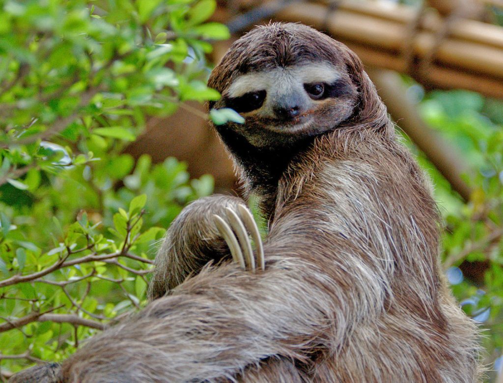 Sloths move only when necessary and even then very slowly