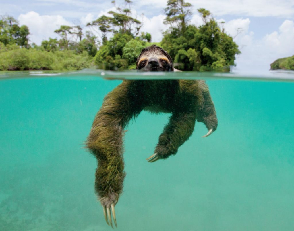 Sloths are almost helpless on the ground, but are able to swim