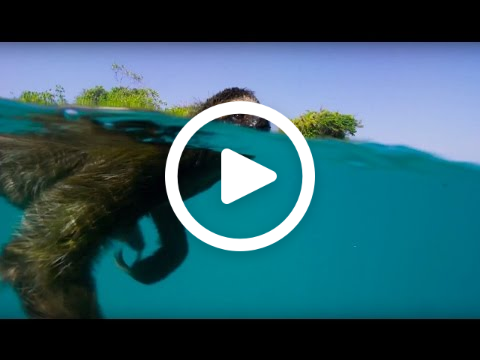 Sloths are almost helpless on the ground, but are able to swim VIDEO