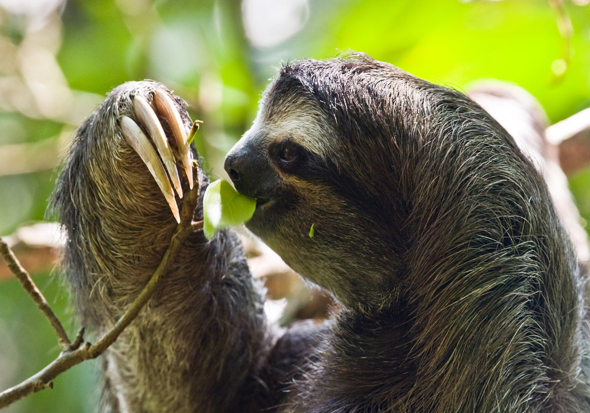 The majority of recorded sloth deaths in Costa Rica are due to contact with electrical lines and poachers