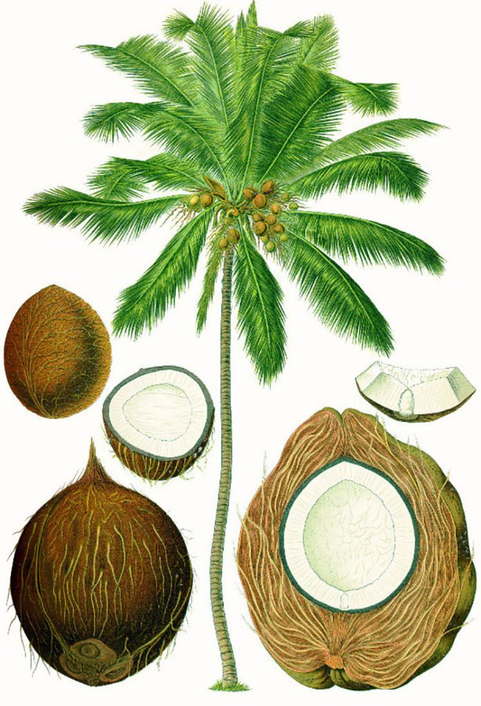  Coconut tress grow near the shore