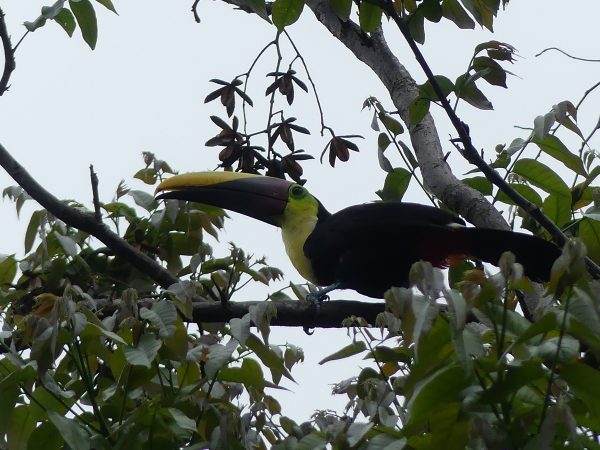 Gorgeous Toucan shot live on a hike outside Quepos, Costa Rica. Lumix camera 600m lense F2.8 by Ho'Okipa