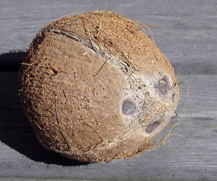 Mature, ripe coconuts can be eaten or processed for oil and plant milk from the flesh
