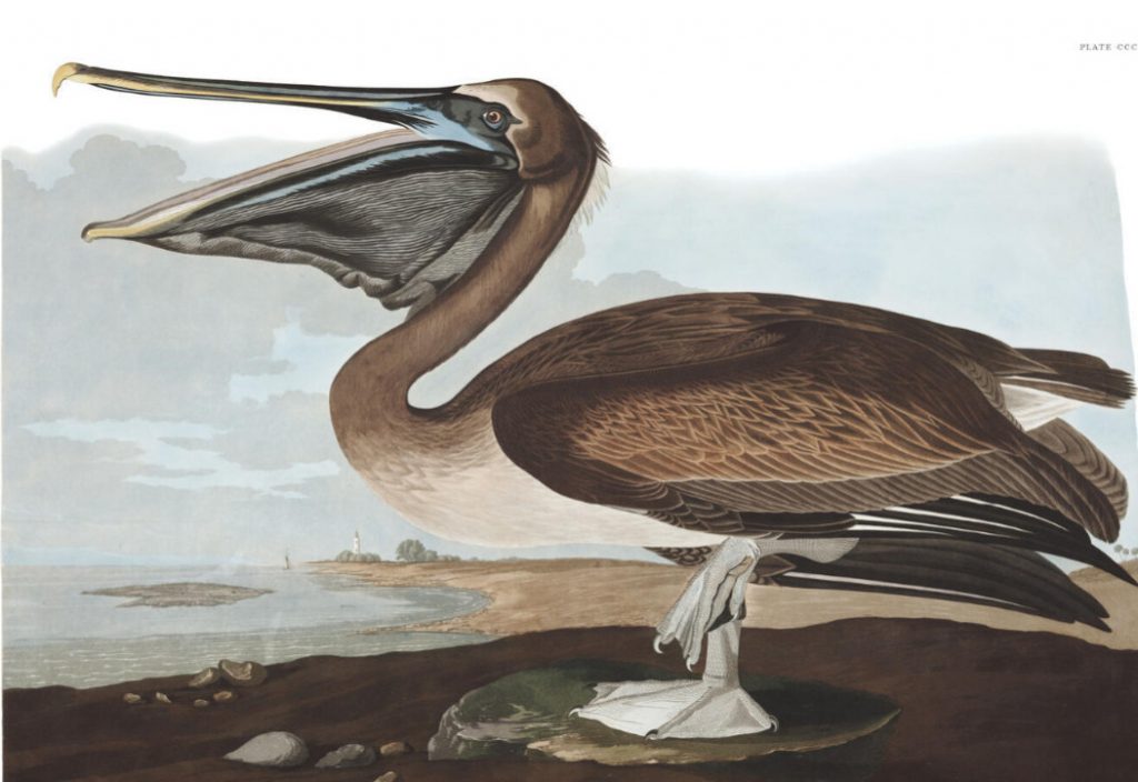 John J. Audubon’s Birds of America calls it one of the most interesting of our American birds