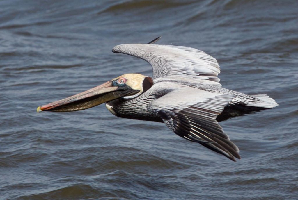 Pelican GLide