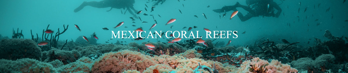 Mexican Coral Reefs