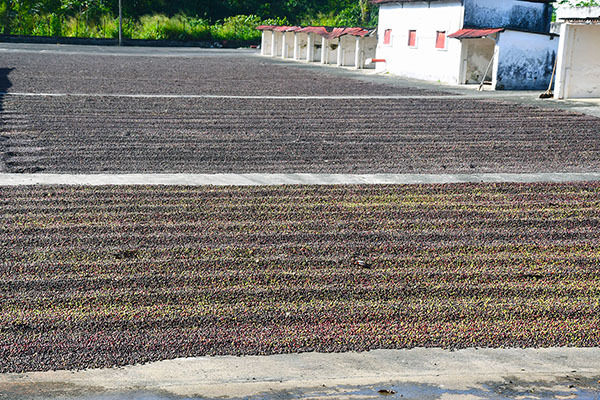 Coffe drying along the ruta del cafe along the Panama Posse Route