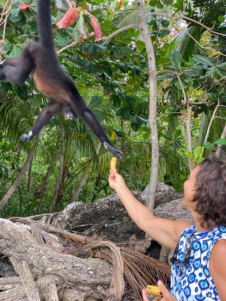 monkeys in Bocas del Toro