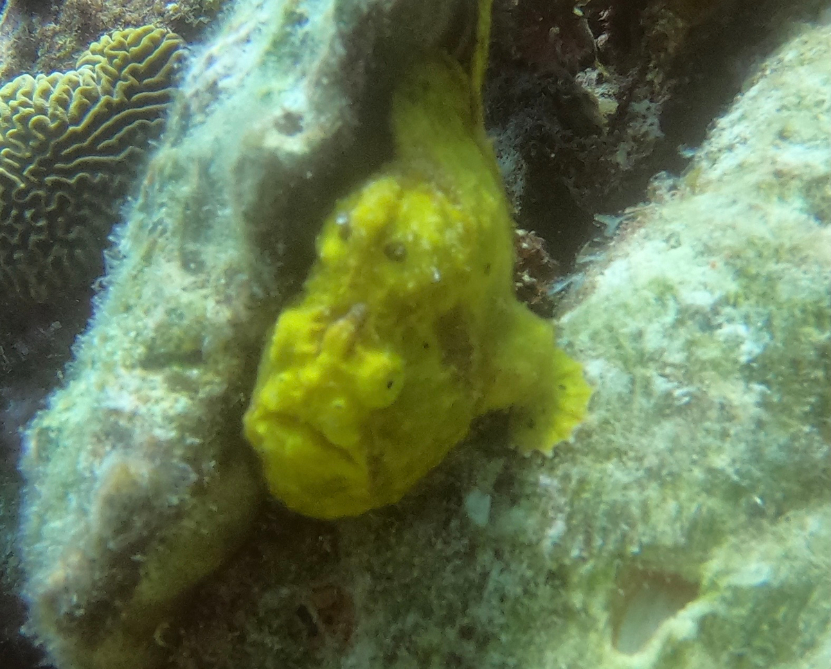 Kind of ugly fellow 😀 - frogfish - spotted at Klein Bonaire
