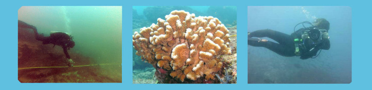  @ NEW TIME 08:00 CORAL REEF MEASURING SESSION START 