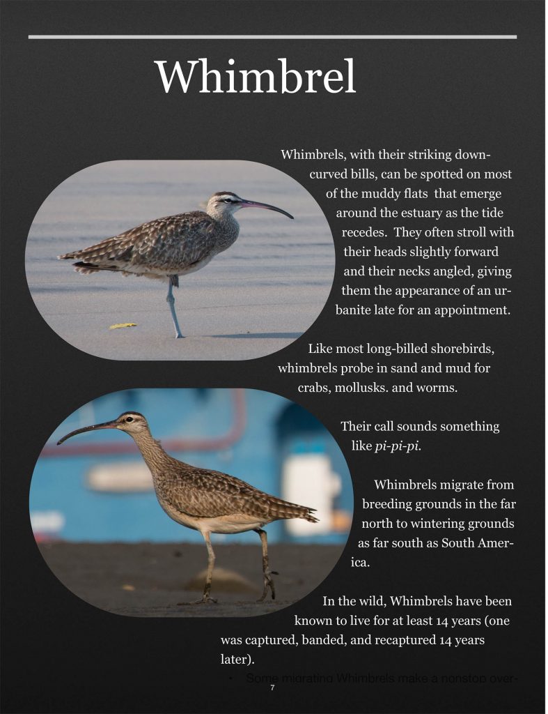 Whimbrel Whimbrels, with their striking downcurved bills, can be sp0tted on most of the muddy flats that emerge around the estuary as the tide recedes. They often stroll with their heads slightly forward and their necks angled, giving them the appearance of an urbanite late for an appointment. Like most long-billed shorebirds, whimbrels probe in sand and mud for crabs, mollusks. and worms. Their call sounds something like pi-pi-pi. Whimbrels migrate from breeding grounds in the far north to wintering grounds as far south as South America. In the wild, Whimbrels have been known to live for at least 14 years (one was captured, banded, and recaptured 14 years later). • Some migrating Whimbrels make a nonstop over8 Marbled Godwit Another long-billed bird that seems happiest when probing in the mud for seafood, the Godwit has a slightly upturned beak. They can be seen in small numbers mixing with Willets, Whimbrels, and (as in the photograph below) Ruddy Turnstones.