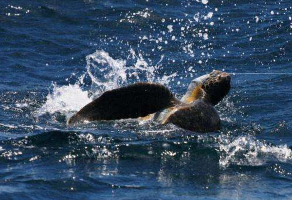 Turtle caught in Longline