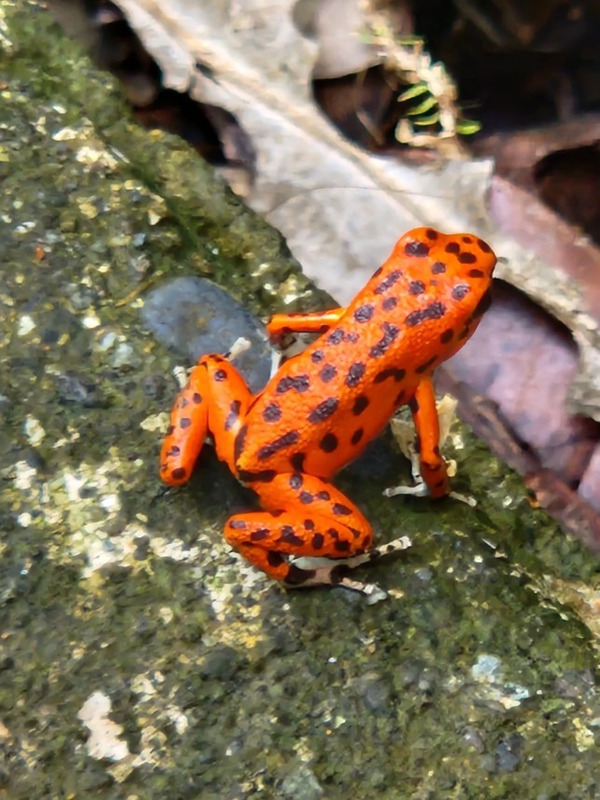 Red Frog in Bocas del Toro Panama