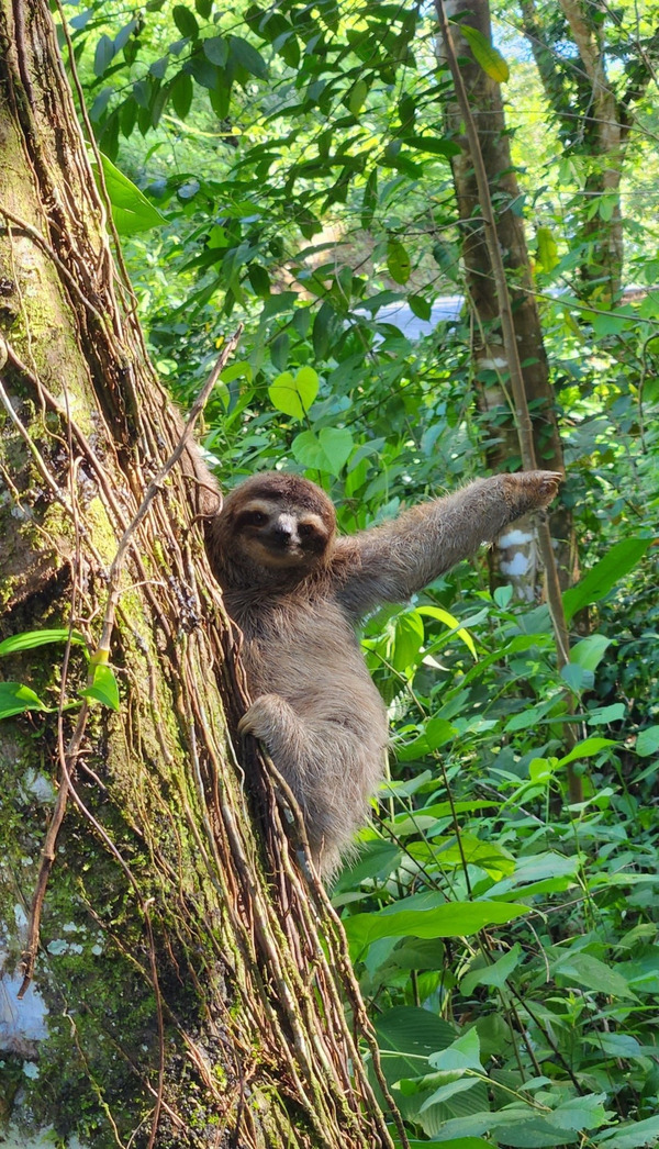 Sloths in Bocas del Toro Panama