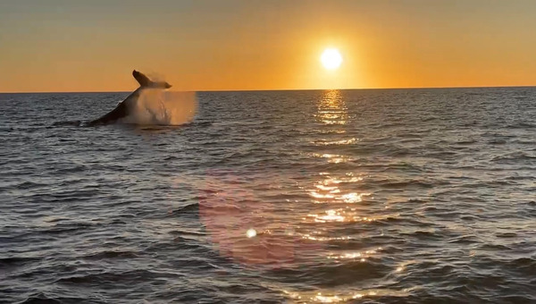 Whale Tail in the Sunset
