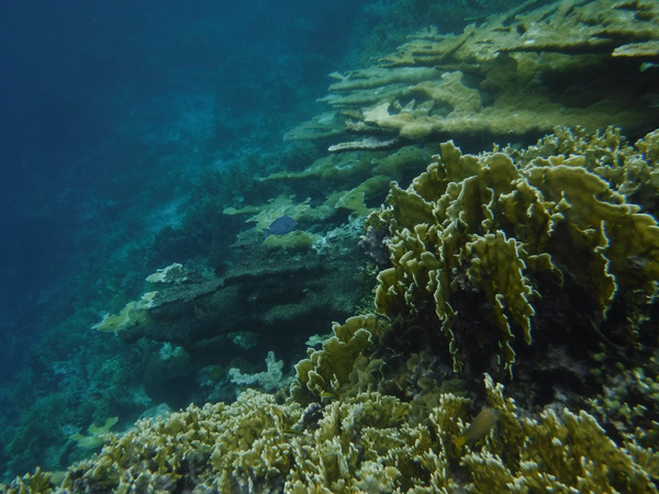 Western Coral Reef on Isla Escudo Veraguas