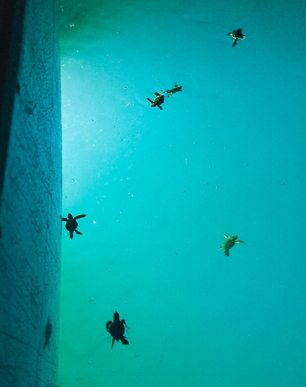 swimming baby turtles