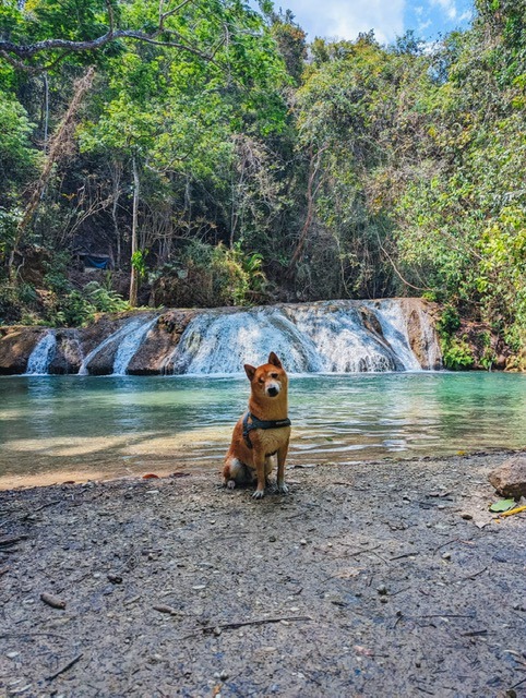 jubel dog at waterfall