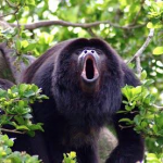 Hear the Howler Monkey's roar from your anchorage