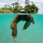#86 Swim like a sloth 
