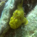 FIND THE YELLOW FROG FISH 