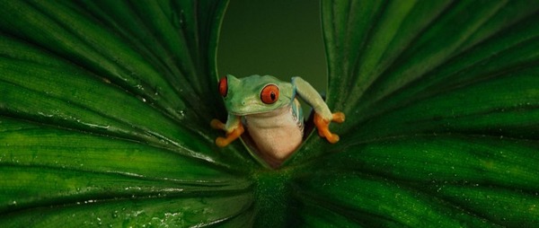 frog in a leaf