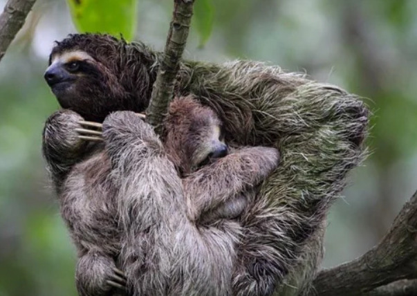 Panama Sloths