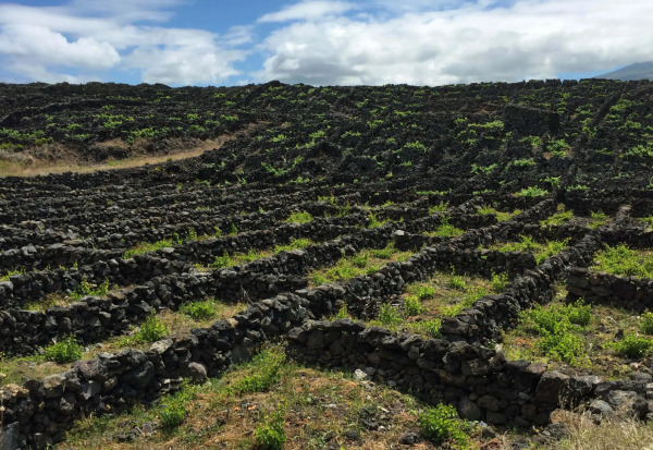 Landscape of the Pico Island Vineyard Culture, Azores
