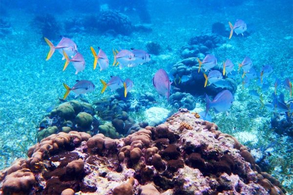 Belize has healthy coral reefs