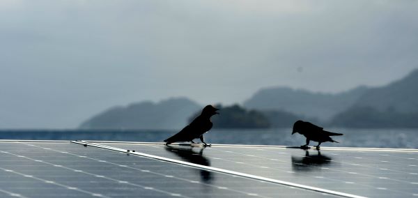 birds on solar panels