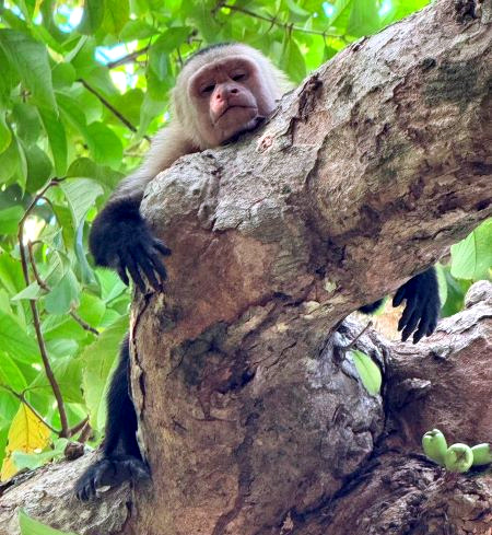 Capuchin Monkey