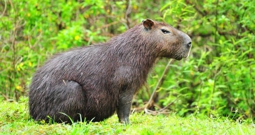 Large capibara male in Panama 