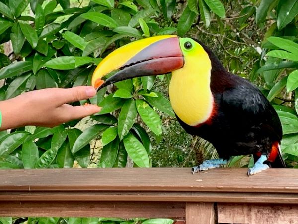 feeding a toucan