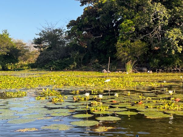 Lily pads in lake nicaragua