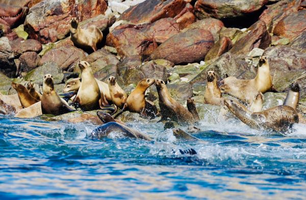 sea lions in puerto refugio