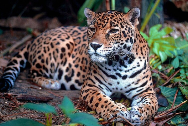Jaguars: Panama's Apex Predators 